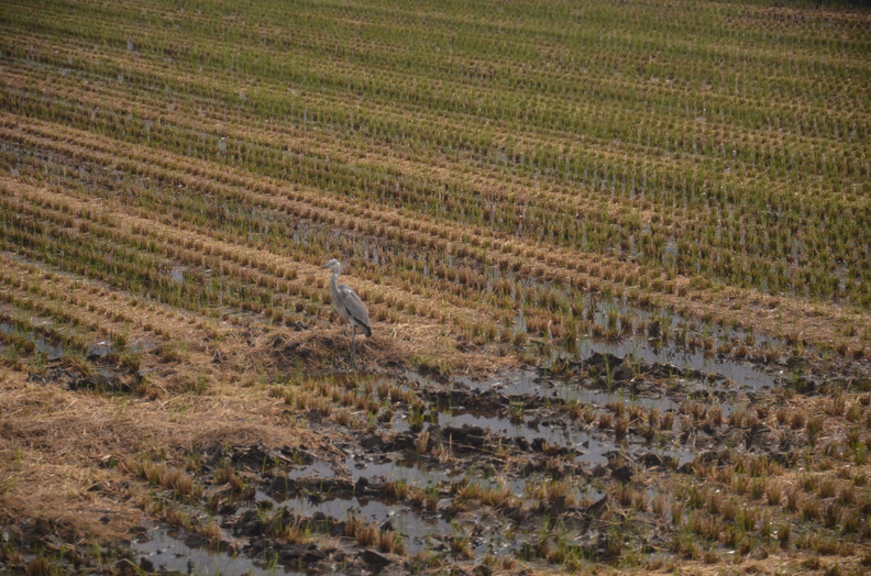 16-10-13 Hiro-GonoLine 0161 Ga1 0773